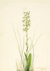 Ragged Fringe-orchid