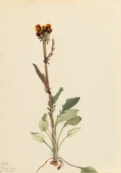Rayless Groundsel Senecio Pauciflorus