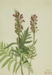 Red-Helmet Pedicularis bracteosa, 1924