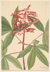 Red Buckeye