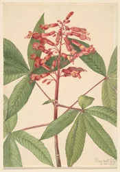 Red Buckeye Aesculus pavia, 1918