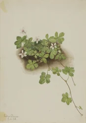 Red Dewberry (Rubus pedatus)