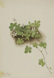 Red Dewberry Rubus Pedatus