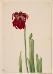 Red Pitcherplant