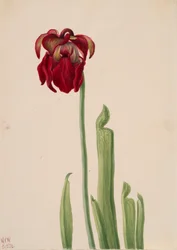 Red Pitcherplant Sarracenia jonesii