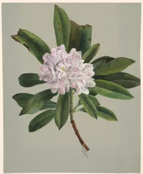 Rhododendron