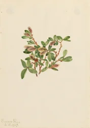 Rock Willow