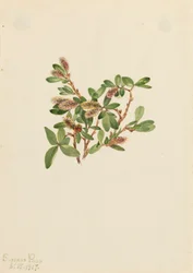 Rock Willow Salix petrophila