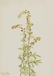Rock Wormwood Artemisia discolor, 1917