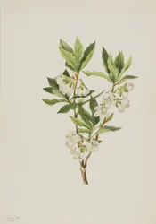 Rocky Mountain Rhododendron Rhododendron Albiflorum
