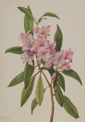 Rose-Bay Rhododendron