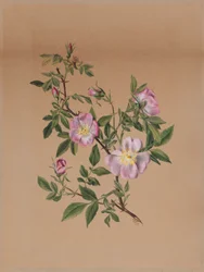 Rose Mallow (Hibiscus moscheutos)