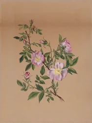 Rose Mallow Hibiscus moscheutos, 1878