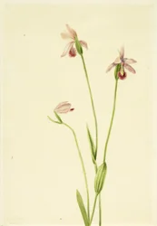 Rose Pogonia