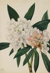 Rosebay Rhododendron