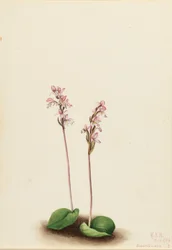 Roundleaf Orchis