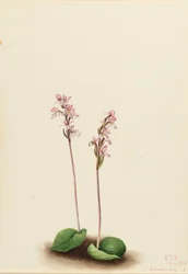 Roundleaf Orchis Orchis rotundifolia, 1924