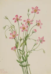 Saltmarsh Rosegentian (Sabbatia stellaris)