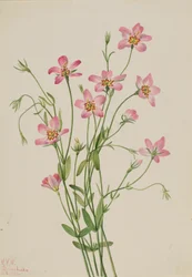 Saltmarsh Rosegentian, 1926