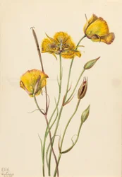 San Diego Mariposa