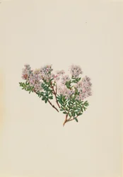 Sand Myrtle