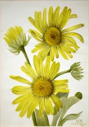 Satinleaf Goldenhead (Enceliopsis covillei)