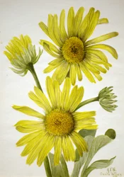 Satinleaf Goldenhead Enceliopsis covillei