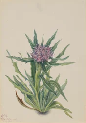 Saussurea