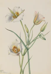 Sego Lily, 1933