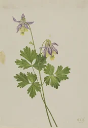 Shortspur Columbine (Aquilegia brevistyla)