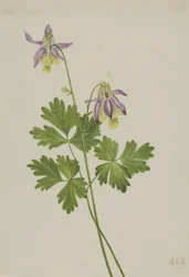 Shortspur Columbine Aquilegia brevistyla, 1907