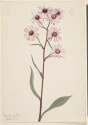 Showy Aster