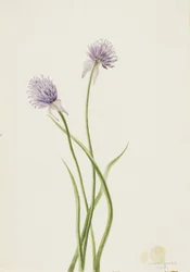 Siberian Onion Allium sibericum, 1903