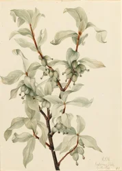 Silverberry