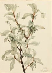 Silverberry Elaeagnus commutata, 1922