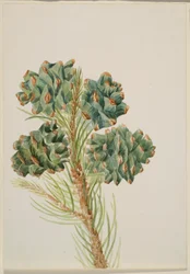 Single-Leaf Pine
