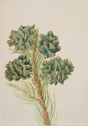 Single-Leaf Pine