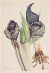 Skunk Cabbage