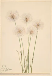 Slender Cotton-Grass (Eriophorum chamissonis)