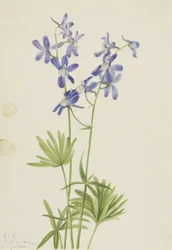Slim Larkspur