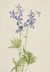Slim Larkspur Delphinium depauperatum