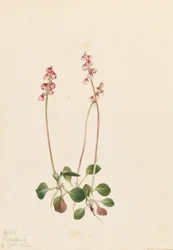 Small Pyrola (Pyrola minor)