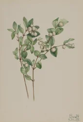 Snowberry (Symphoricarpos albus)