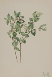Snowberry Symphoricarpos Albus