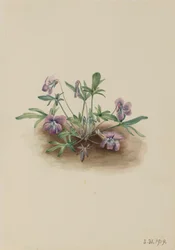 Southern Coast Violet Viola septemloba