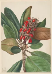 Southern Magnolia