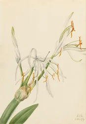 Spider Lily