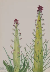 Squaw-Cabbage Caulanthus inflatus, 1935