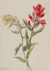 Stachys Palustria