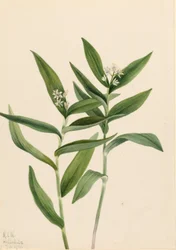 Star Solomonplume